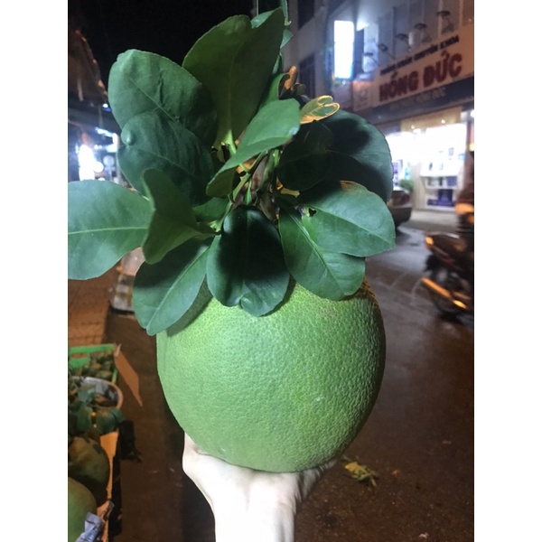 Bưởi Da Xanh Bến Tre