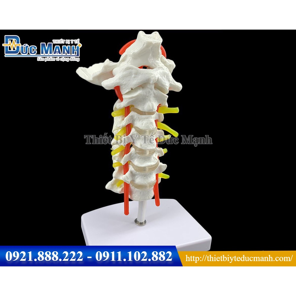 Mô hình giải phẫu cột sống cổ