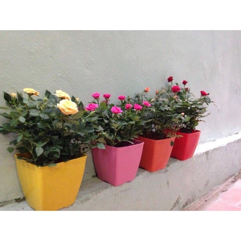 Chậu nhựa Vuông V20 cm bền/ đẹp trồng cây cảnh 🌱