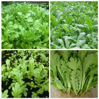 [Top Bán Chạy] - Gói 2000 hạt giống rau cải cúc nếp - Tập làm vườn cùng Tạ Gia Trang