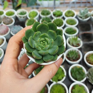 Sen đá thược dược xanh