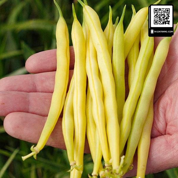 Hạt giống đậu cove vàng (đậu cô bơ) - Shop hạt giống Tạ Gia Trang | Gói 50g