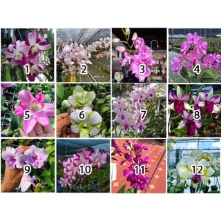Cây hoa lan vũ nữ các loại