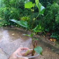 Combo 4 cây dâu tằm