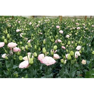 HẠT GIỐNG HOA CÁT TƯỜNG