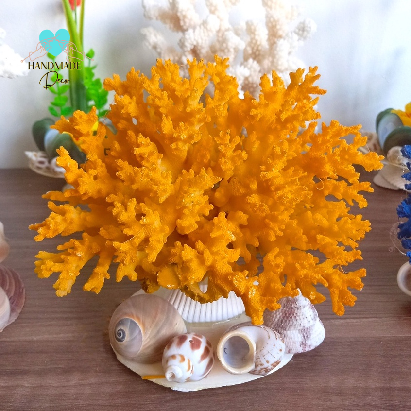 San Hô trang tri bể cá cảnh, Lũa thủy sinh xương san hô, San hô chụp ảnh