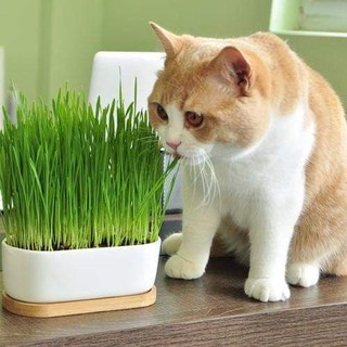 Hạt Giống cỏ lúa mì (bịch 50g)