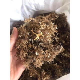 100GR RONG BIỂN RAU CÂU XU XOA ĐÁ LÝ SƠN NGON SẠCH HOÀN TOÀN TỪ THIÊN NHIÊN QUẢNG NGÃI