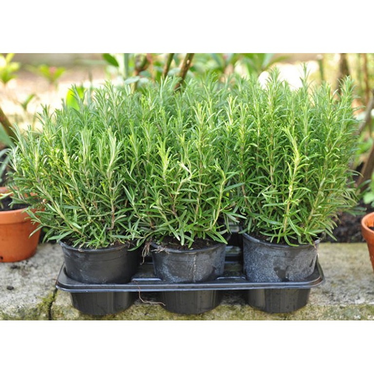 Gói 100 hạt giống hương thảo - Rosemary
