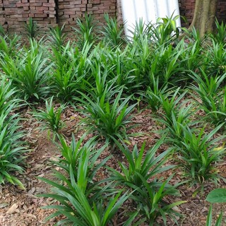 Combo 10 Cây lá dứa giống tươi xanh - dứa thơm - nếp thơm - cây cơm nếp giá rẻ