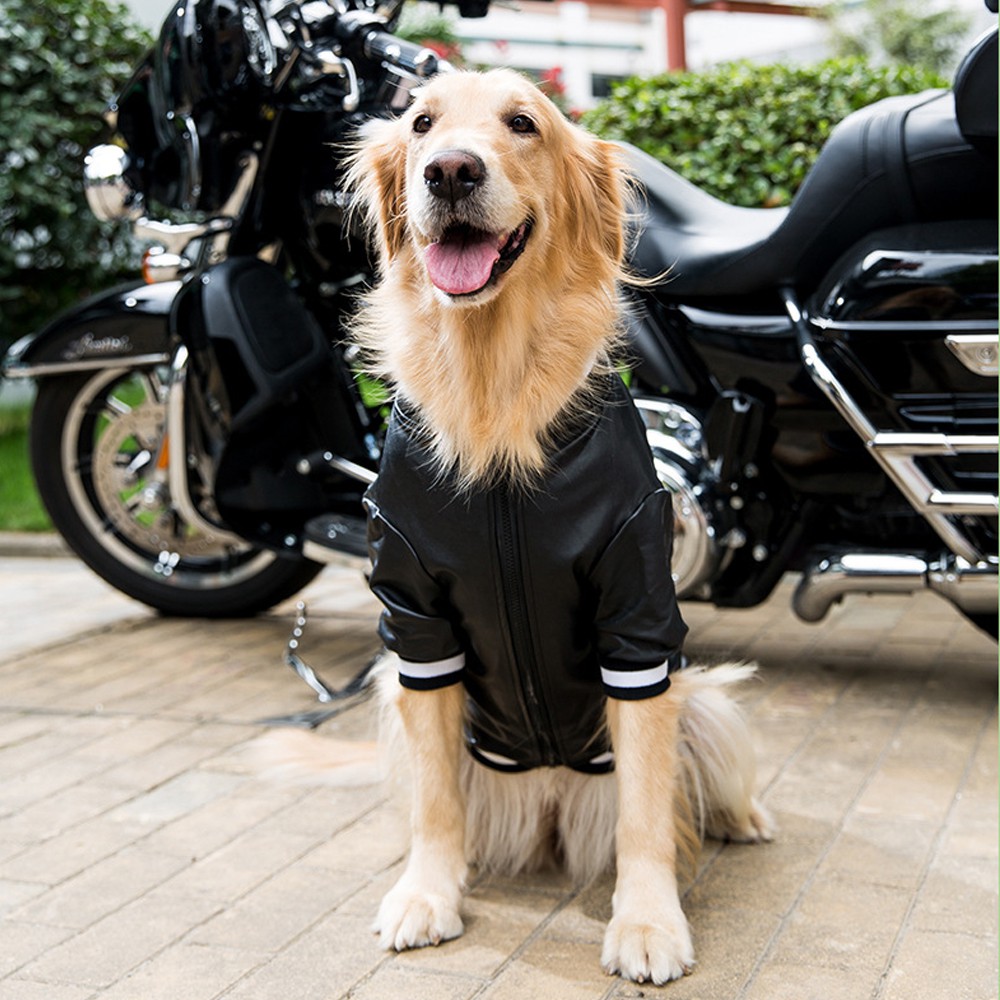 Áo khoác da cho chó lớn HIPIPETT Alaska Samoyed thời trang thu đông cho chó mèo_TCM04