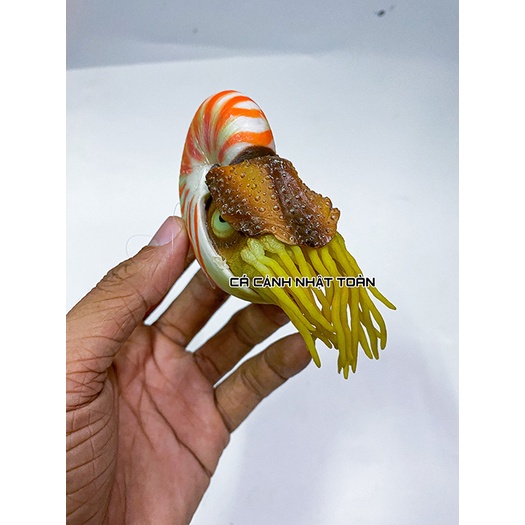 ÓC SÊN HÍT ĐÁY NỔI TRANG TRÍ BỂ CÁ CẢNH DÀI 9CM
