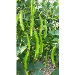 HẠT ĐẬU RỒNG GIÀ