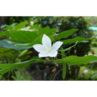 cây Hoa Ban Trắng giống (cây móng bò)