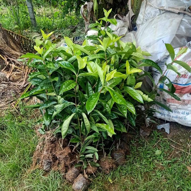 Cây giống mẫu đơn mỹ đỏ. Cây bán cao 70cm