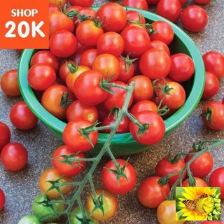 Gói 20 hạt giống cà chua bi đỏ lù