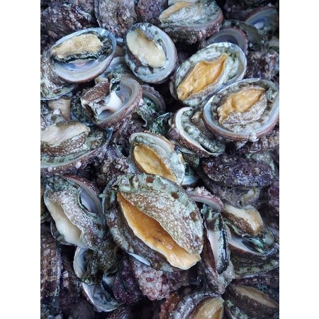(CỰC RẺ) bào ngư siêu bổ size 18c/kg