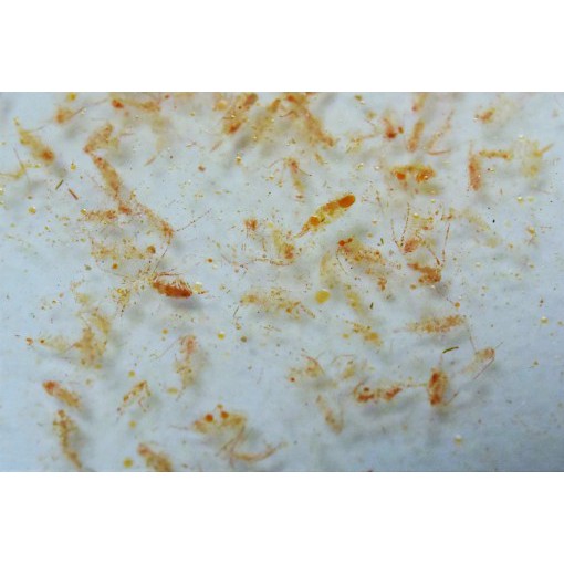 Phù du tự nhiên Ocean Plankton
