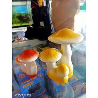 NẤM TRANG TRÍ HỒ CÁ