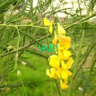 Hạt giống Bông Điên Điển