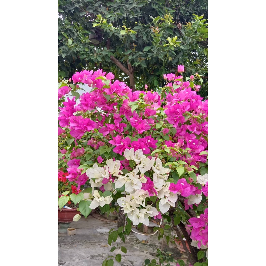 Phân bón lá siêu hoa giấy