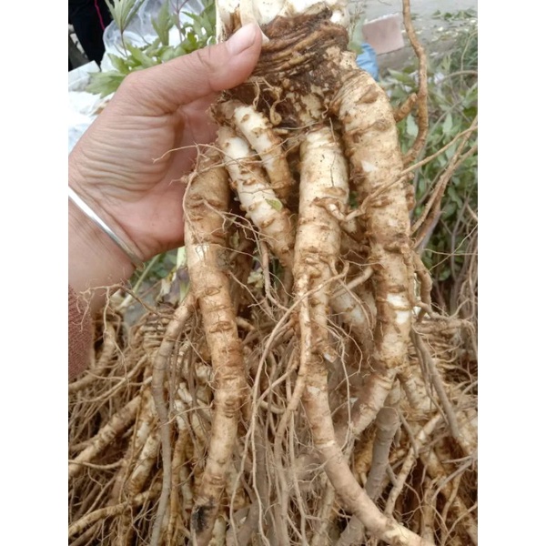 1kg sâm đương quy tươi tây bắc
