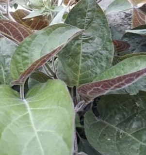 dây mơ lông tím ( giống 1,5m)