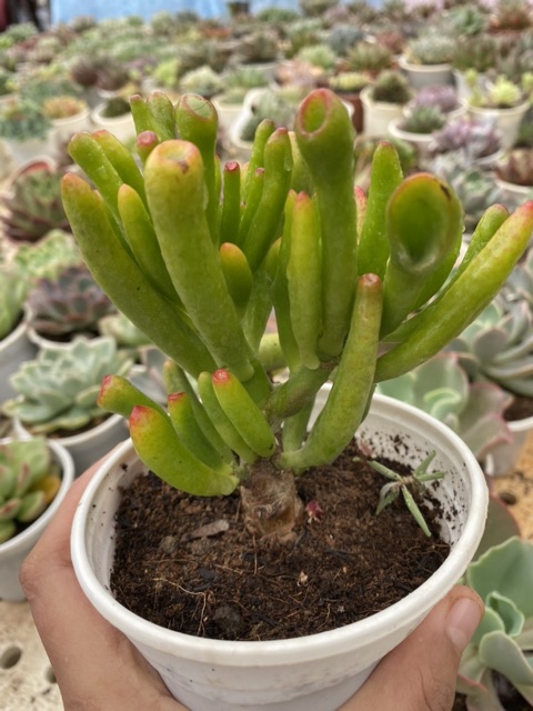 SEN ĐÁ ỐNG ĐIẾU THÂN CỔ THỤ 10-12CM SIÊU ĐẸP