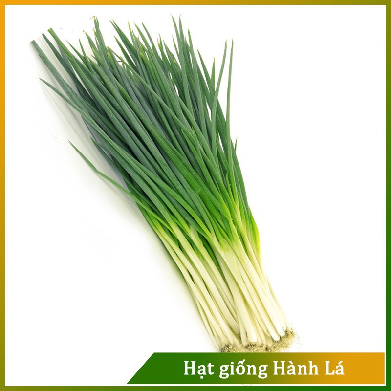 Hạt giống Hành Lá Dễ Trồng - Gói 1 Gram