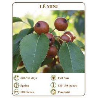 Hạt giống lê mini - THE XANH