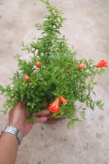 Cây Lựu Kiểng