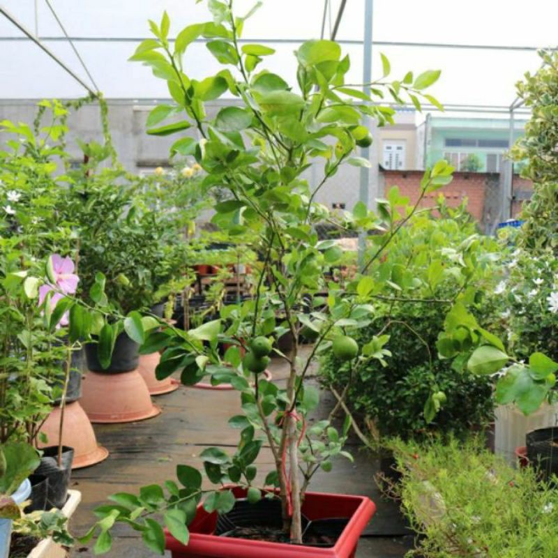 Chanh giấy đang trái nhiều