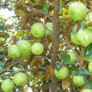 cây giống vú sữa lò rèn