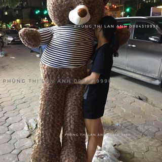 - gấu bông teddy 2m