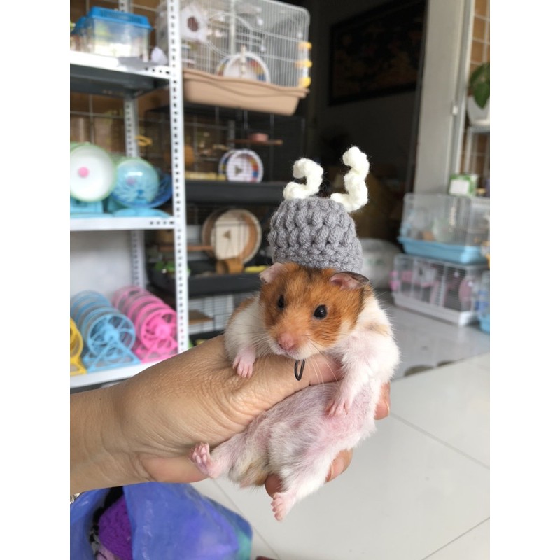 Nón Len Cho thú nhỏ Hamster 2 sừng trắng