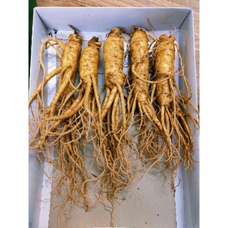 Sâm Hàn 10 củ 1KG