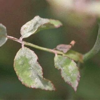 Coc85 trị nấm hoa hồng