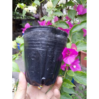 Bầu ươm cây size 12x12 (200-250 cái)