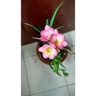 Củ giống hoa lan Nam phi chuẩn