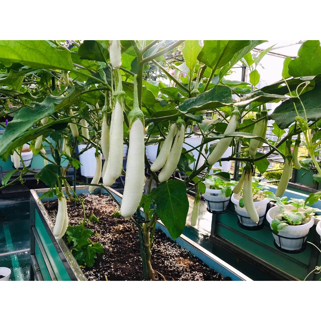 Hạt giống Cà trắng ngà voi dài siêu quả nhập nguyên gói Thái Lan ( White Long Eggplant )