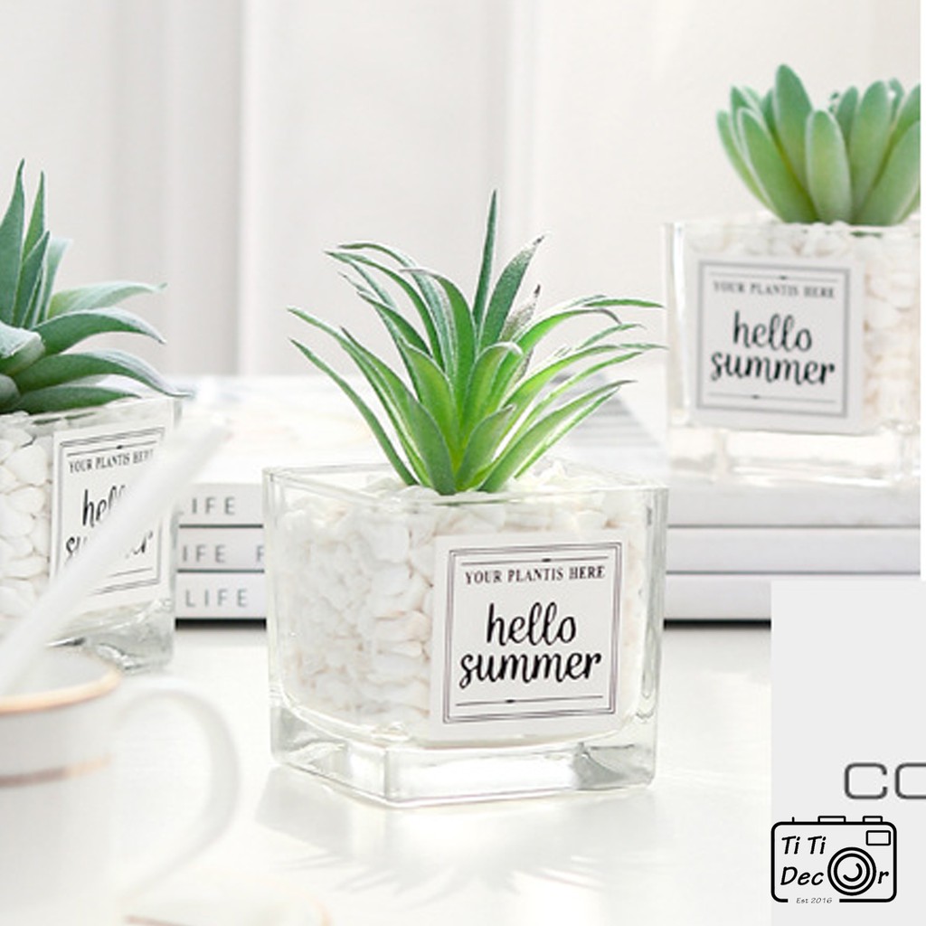 Chậu sen đá hello summer decor, trang trí nhà cửa, chụp ảnh sản phẩm - TiTi Decor