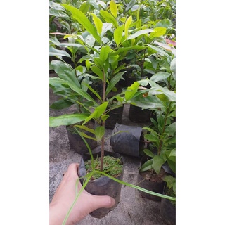 1 cây mai vàng quấn rễ (cao 50cm)