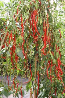 HẠT GIỐNG ỚT TÓC DÀI