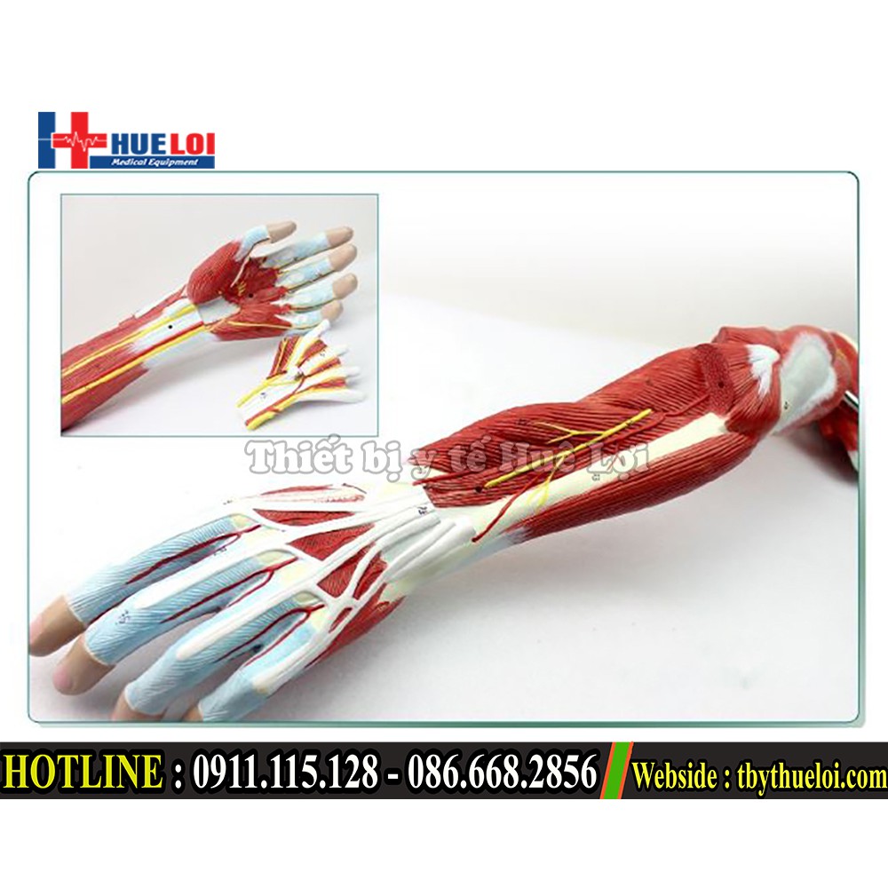 Bộ mô hình giải phẫu cơ và thần kinh chi trên - Mô hình giải phẫu cơ tay