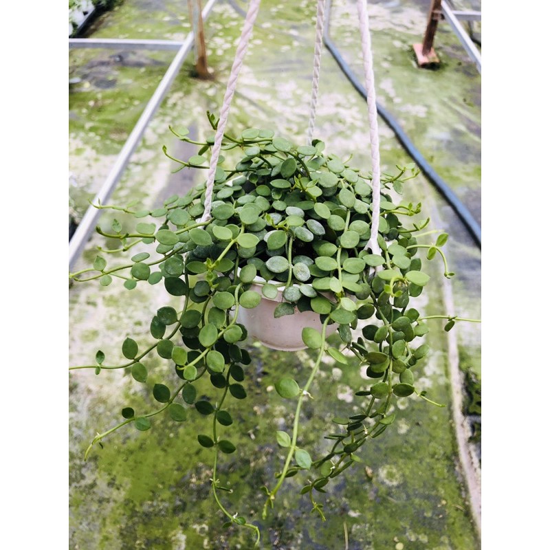 Châụ treo song ly- nút áo dây