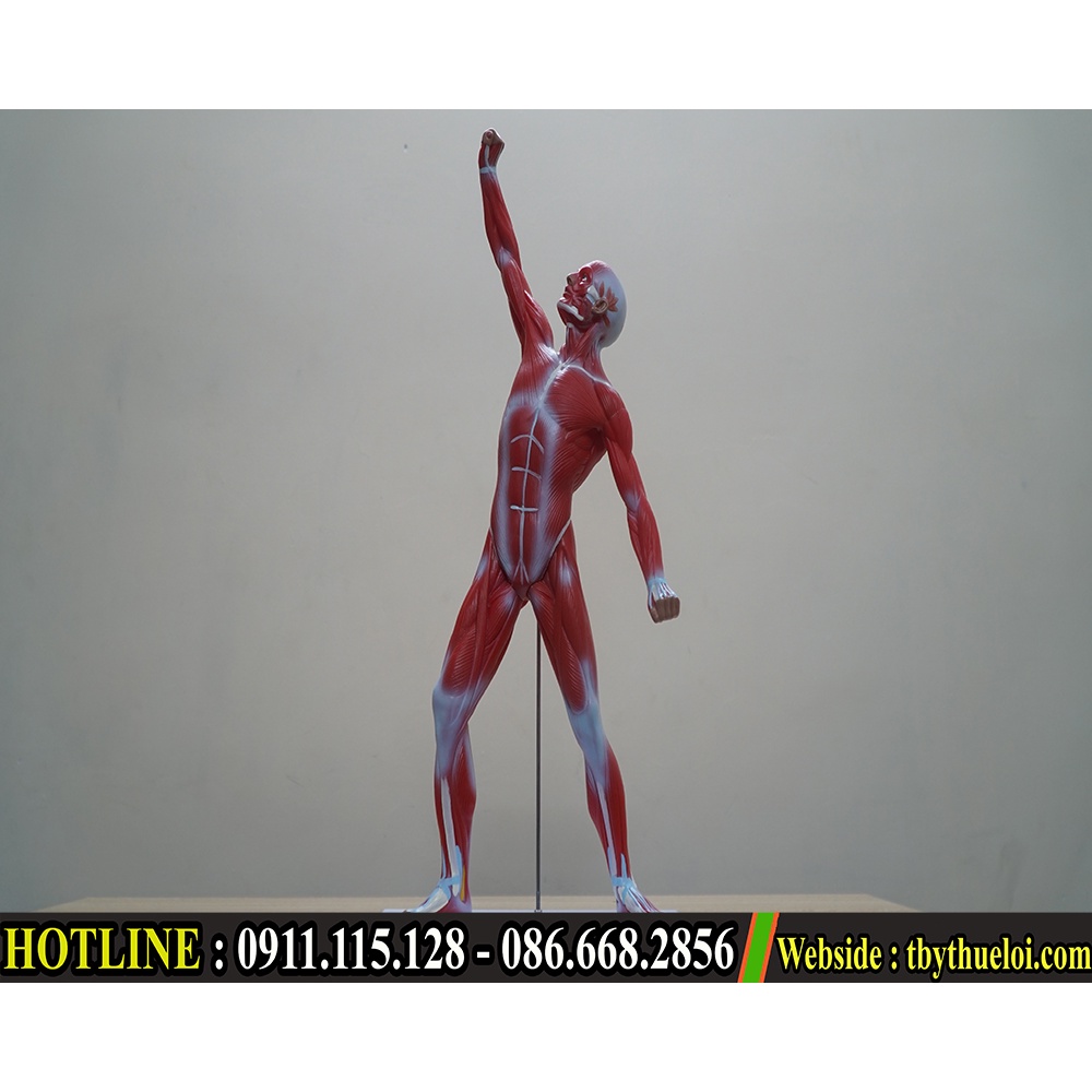 Mô Hình Cơ - Mô Hình Hệ Cơ -Mô Hình Hệ Cơ Toàn Bộ Cơ Thể