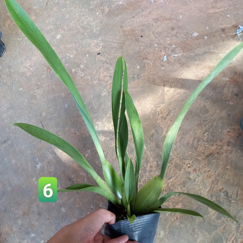 Hoa lan Vũ nữ cam lửa đang nụ đẹp