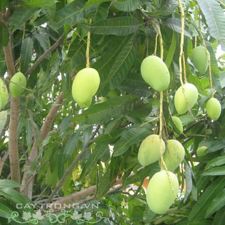 CÂY GIỐNG XOÀI TỨ QUÝ SIÊU QUẢ- CAM KÊT GIỐNG CHUẨN F1