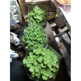 Sen Thơm( Nhất Mạc Hương) size lớn