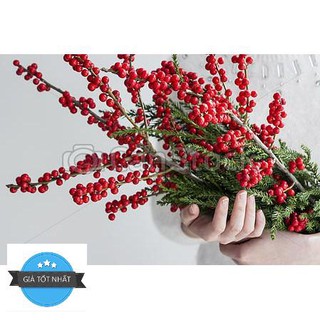 Hạt giống hoa đông đào đỏ - chưng tết đến mùa trồng tết